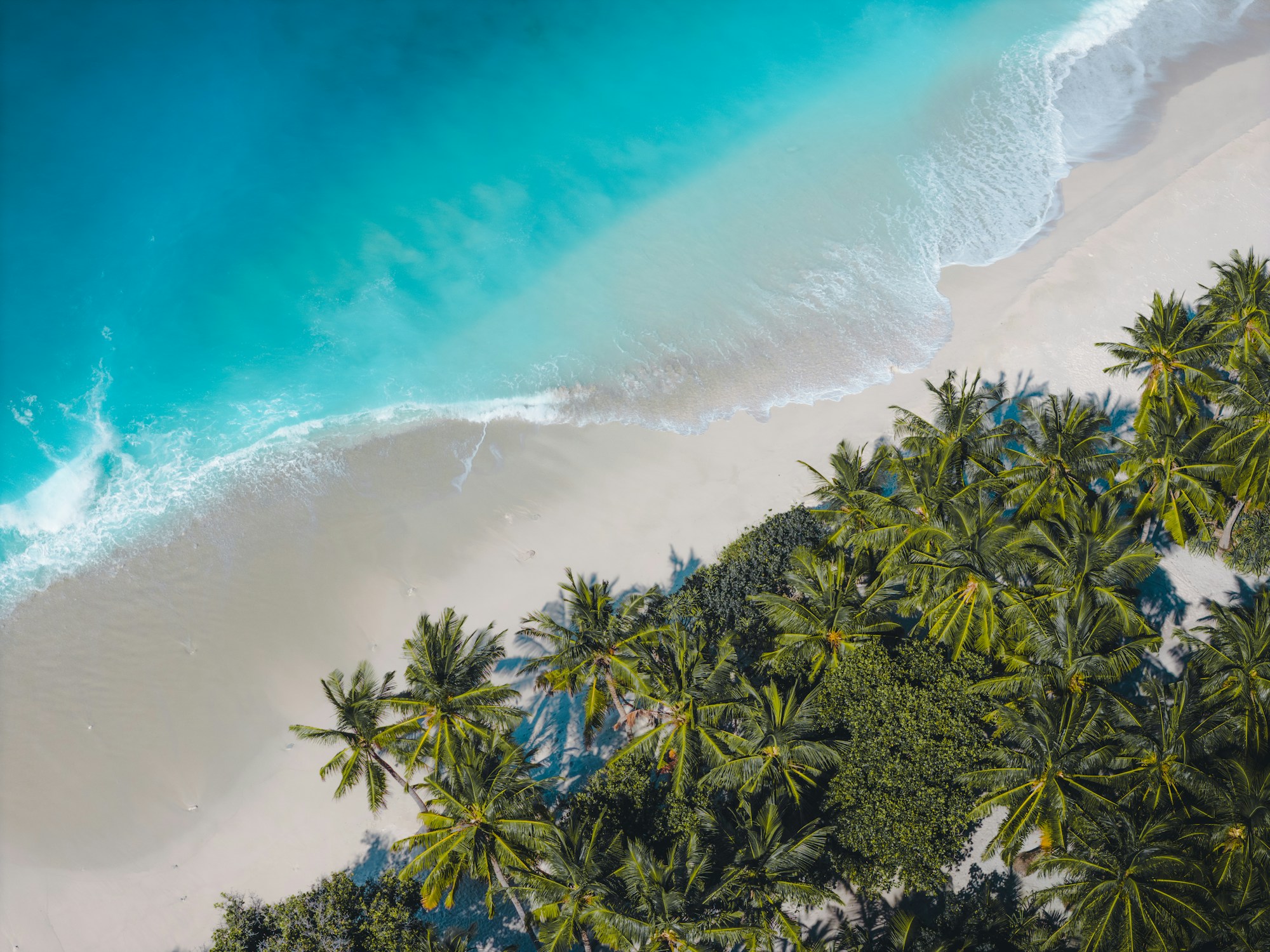 Turquoise ocean meeting a palm-lined tropical beach